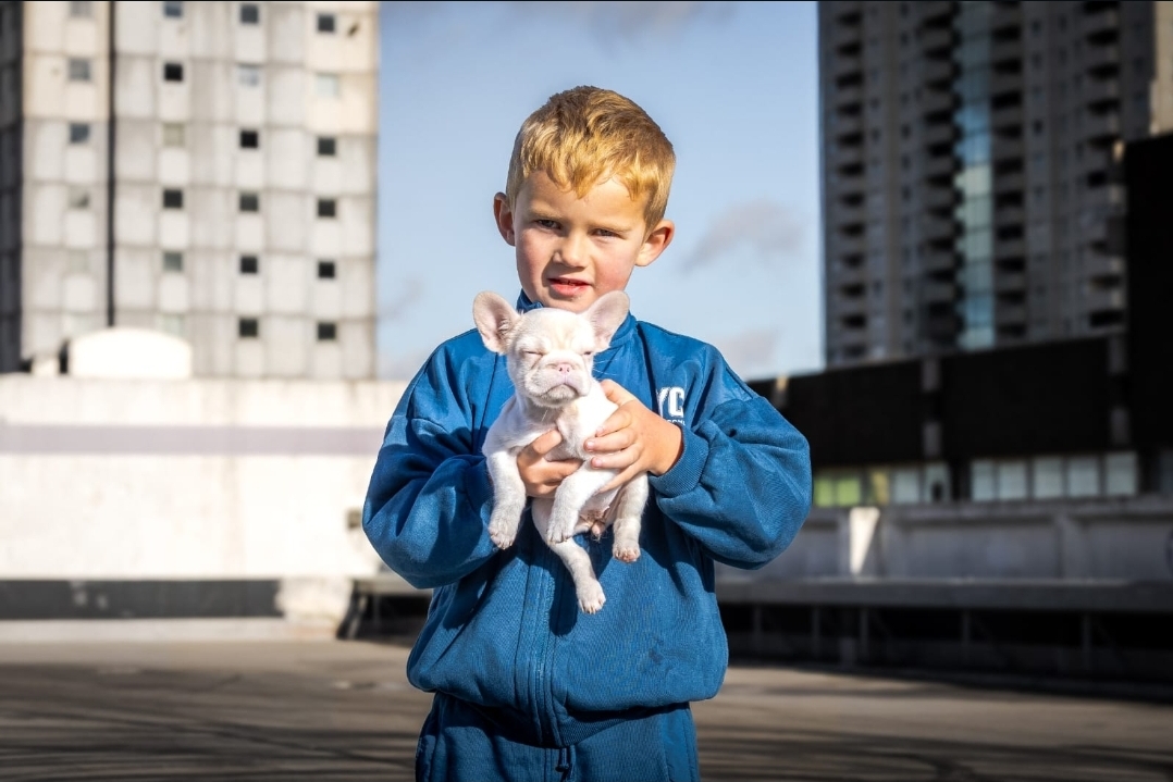 Child holding a small white French Bulldog puppy against a London skyline