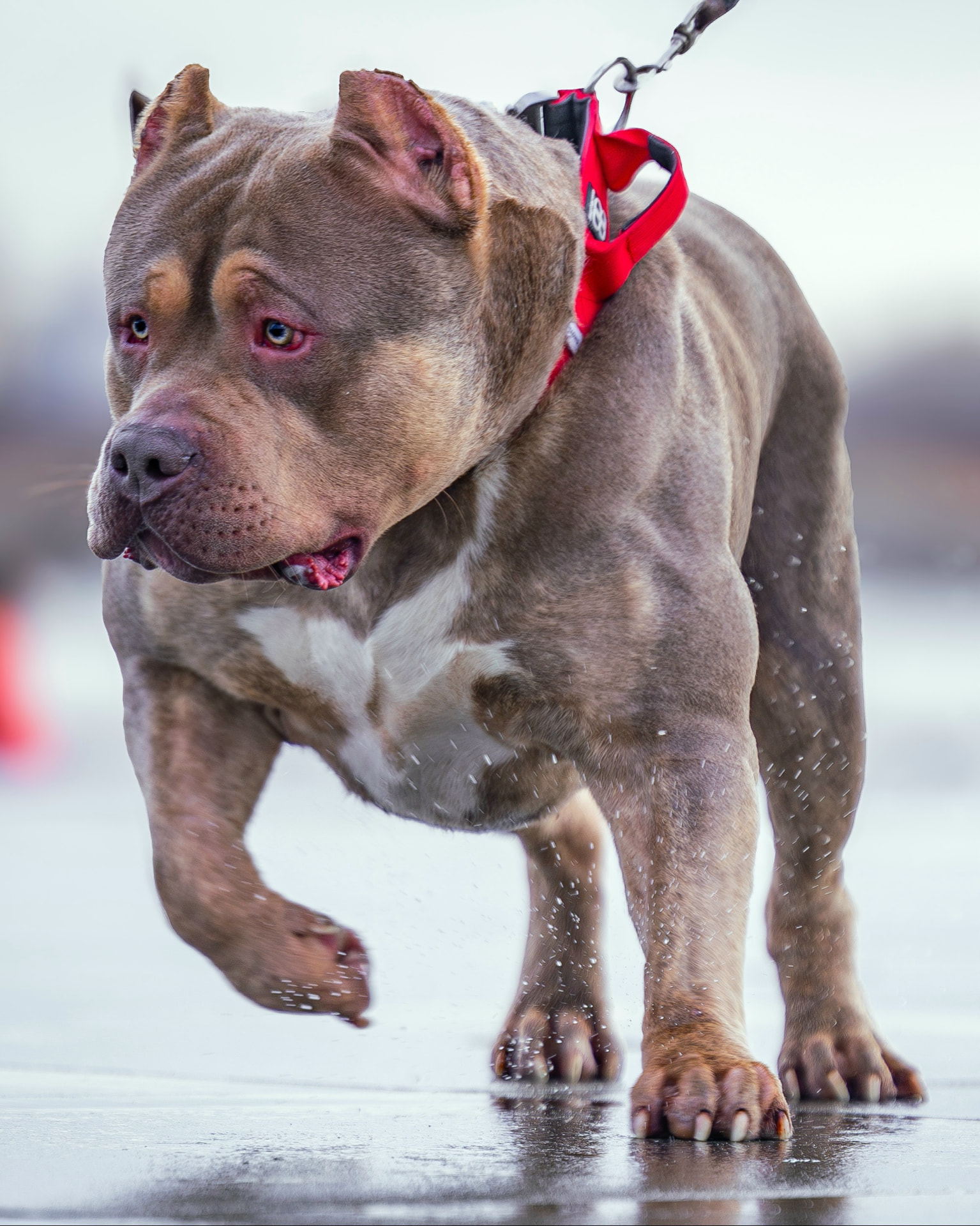 American Bully moving towards camera across wet ground, water spraying from its coat