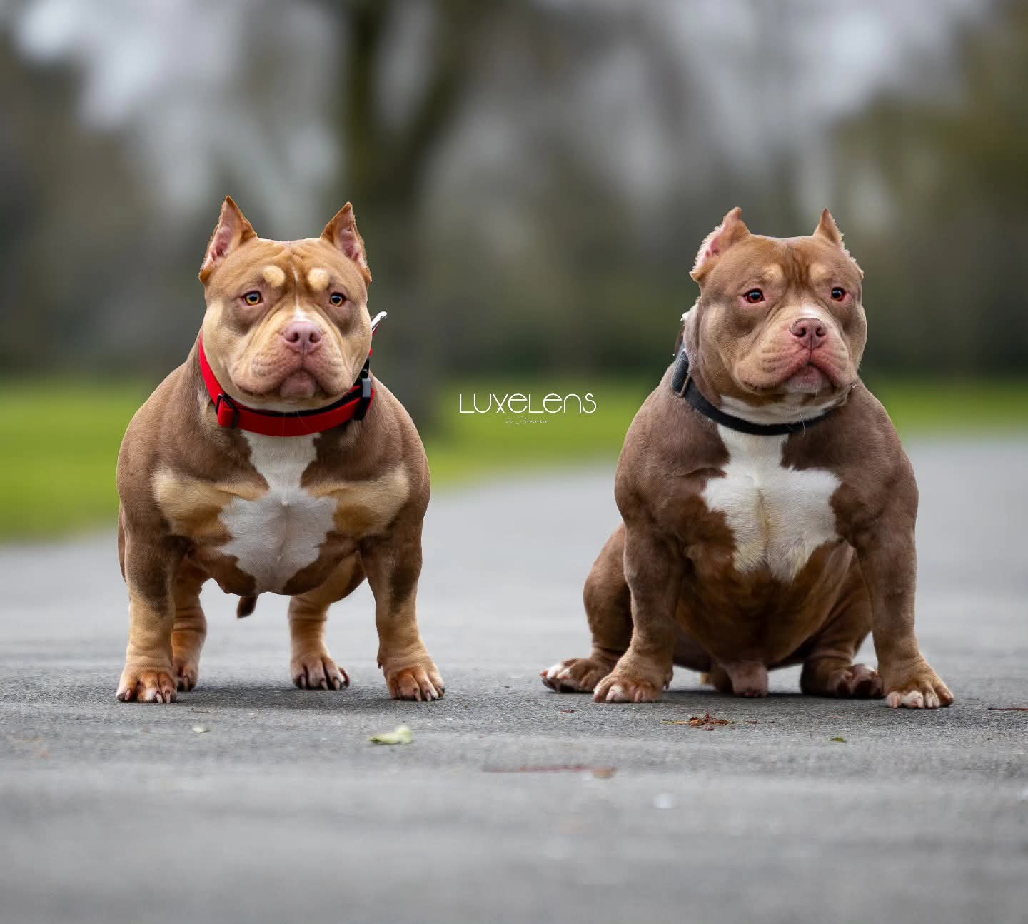 Two tri-coloured American Bullies photographed together on a park path