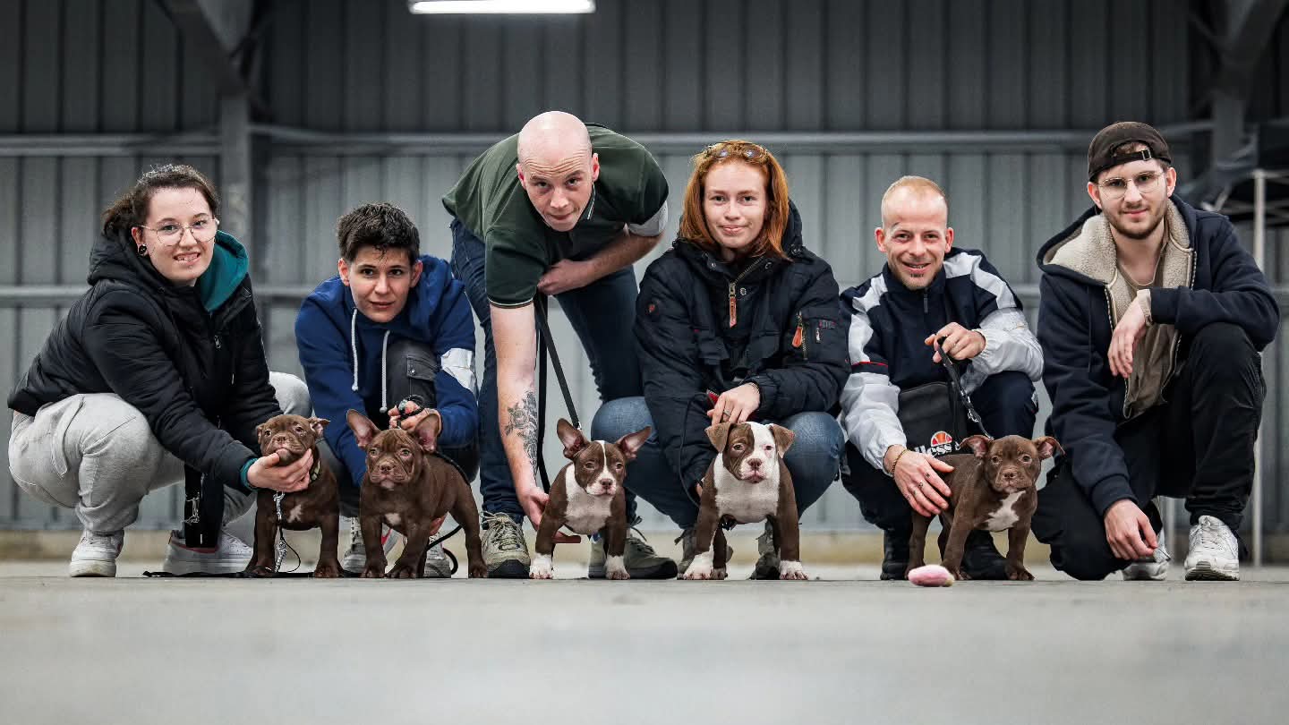 Six owners crouched in a line with their bully breed puppies at floor level indoors