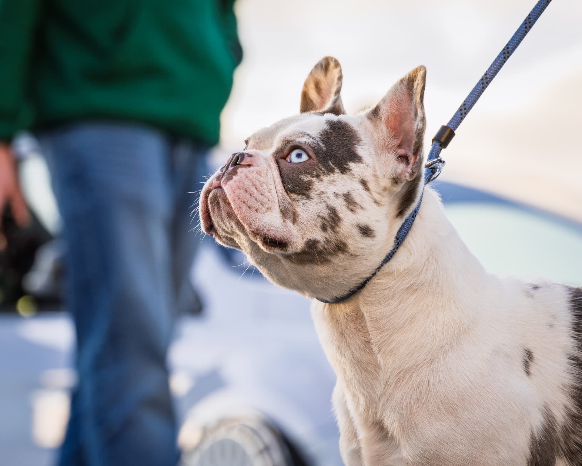 Blue-eyed merle French Bulldog on a lead looking up towards its owner