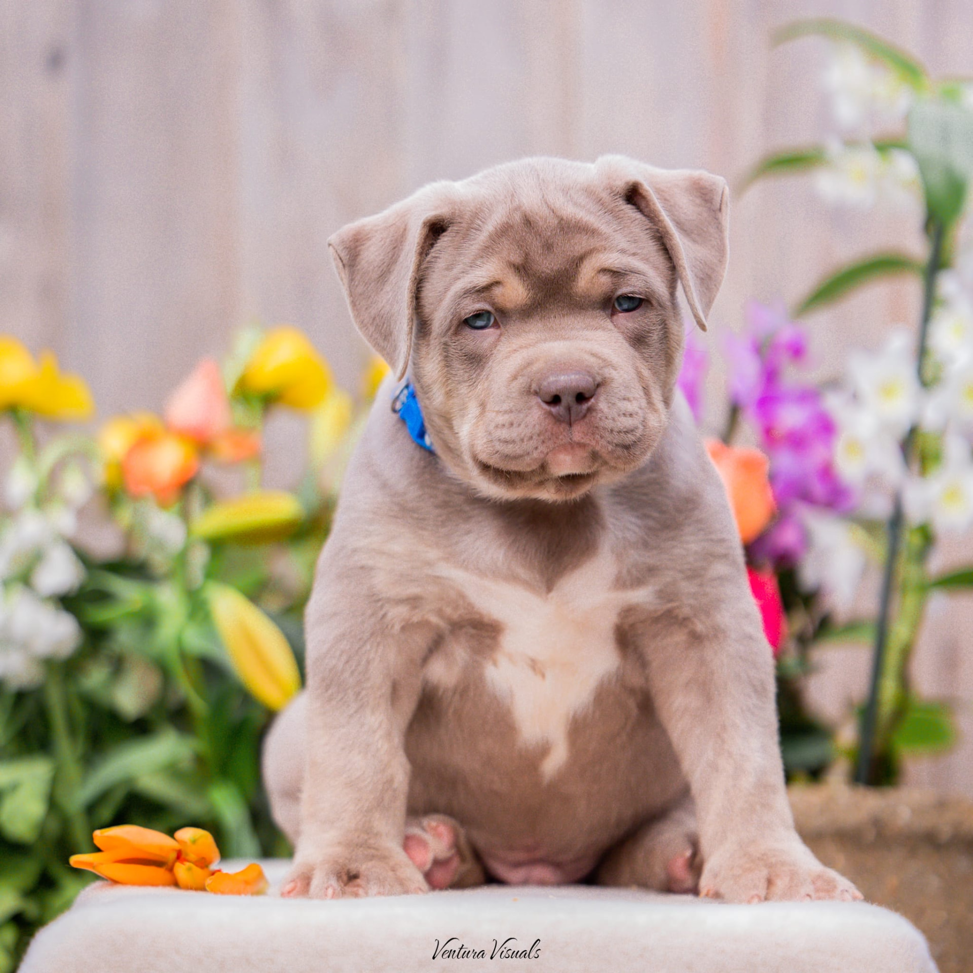 Lilac American Bully puppy sitting among spring flowers during the professional shoot at the founder's own kennels in April 2023