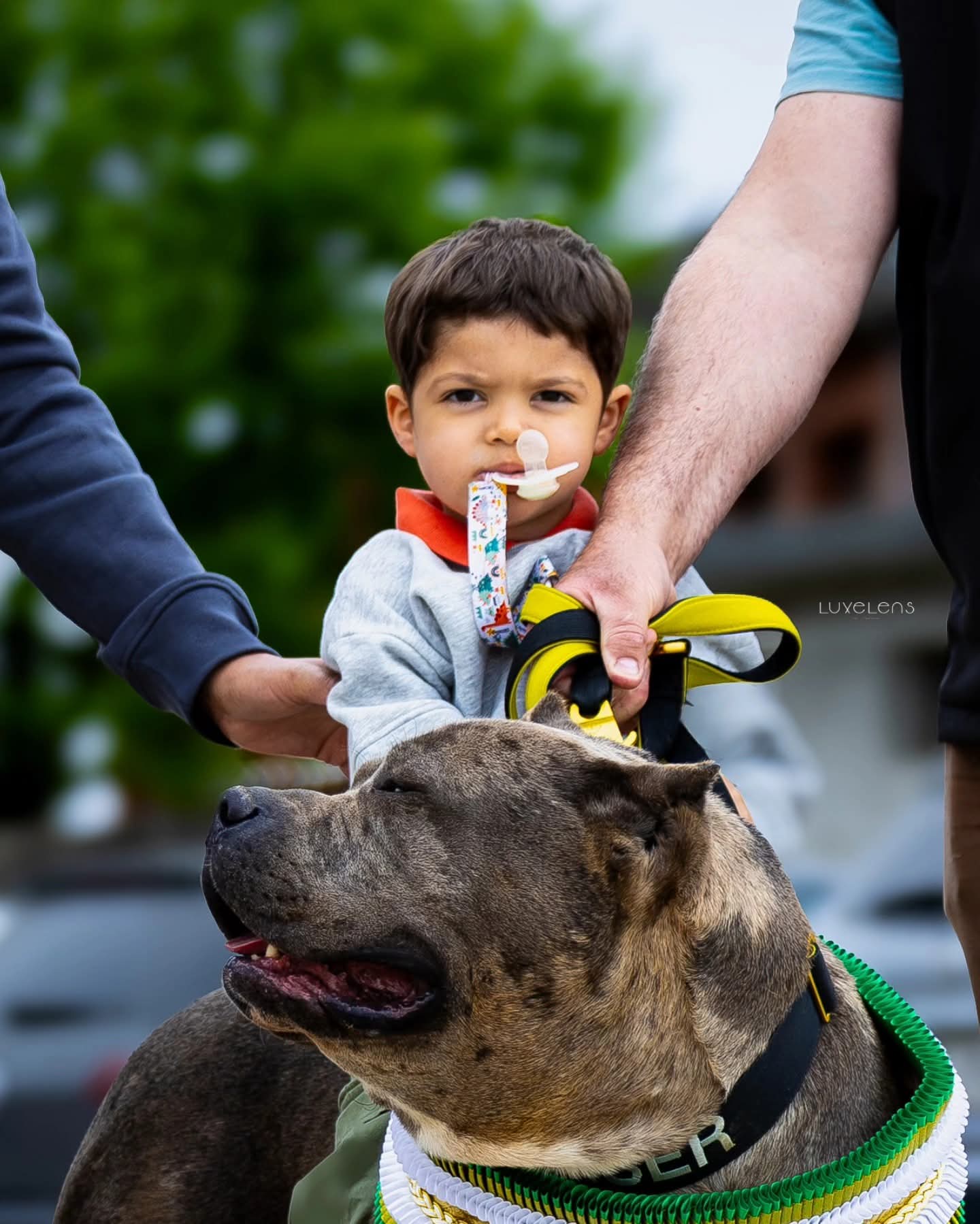 Young child held steady behind a brindle American Bully in a yellow harness and championship collar