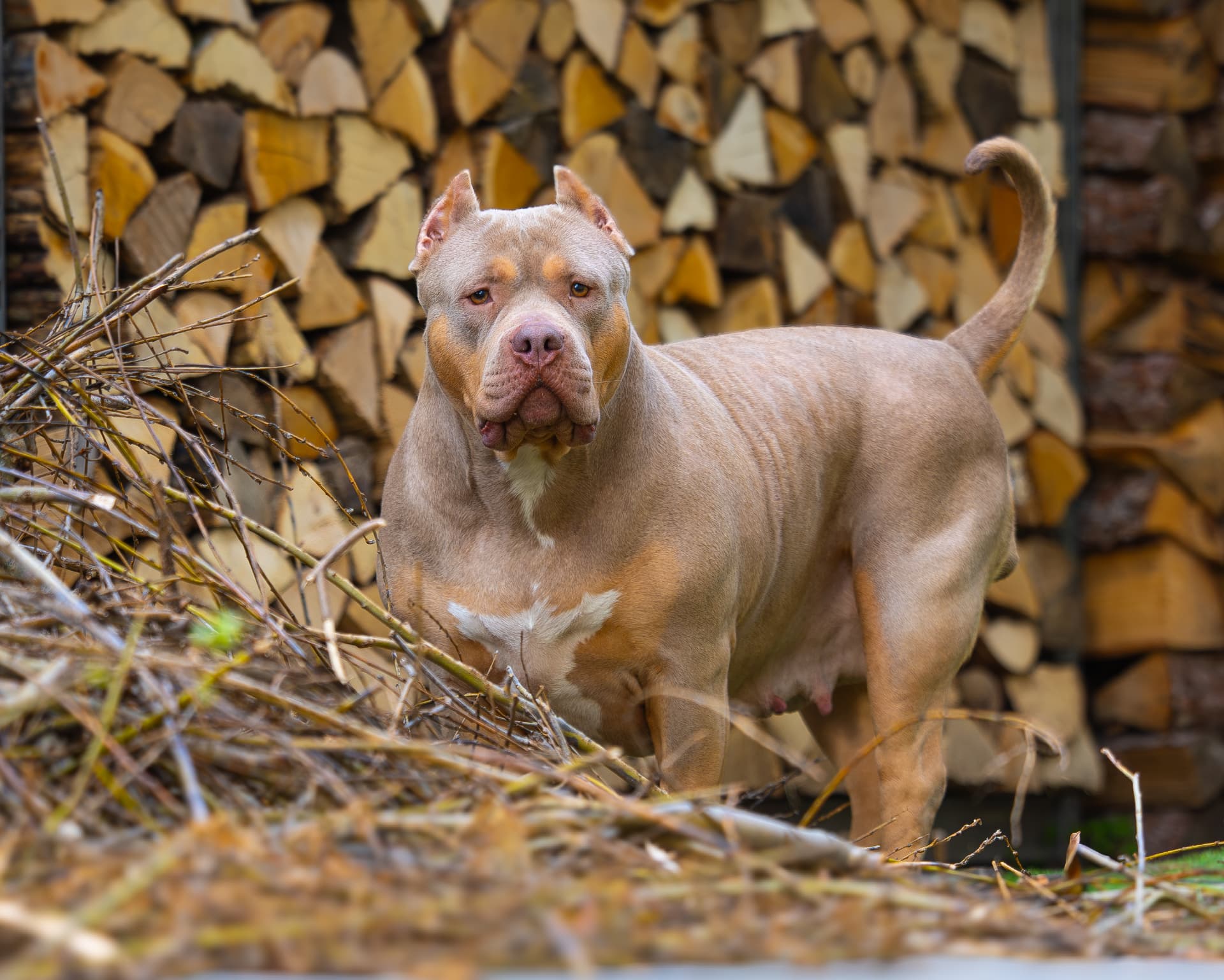 Champagne tri American Bully standing in front of a stacked woodpile