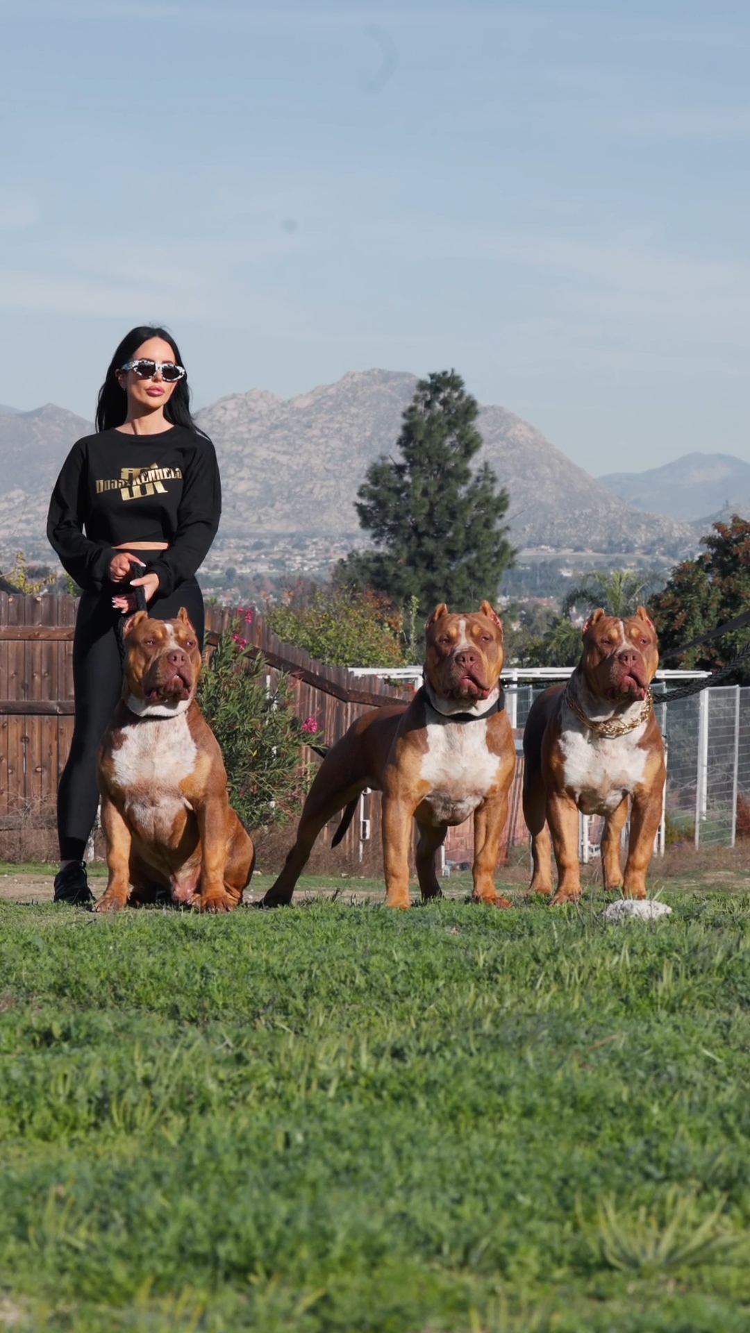 Handler with the three chocolate tri American Bully clones of Bossy's Goodbar lined up on grass at Bossy Kennels, California
