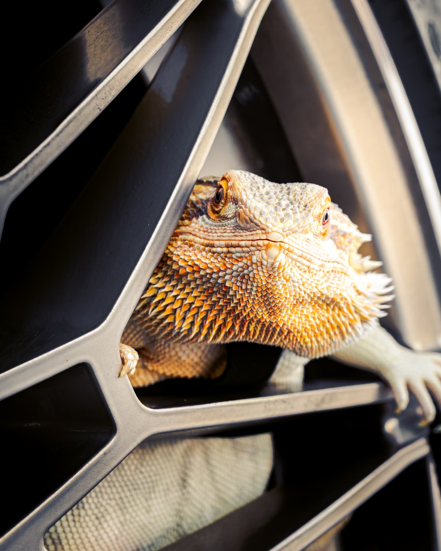 Close detail frame of a bearded dragon between the spokes of an alloy wheel